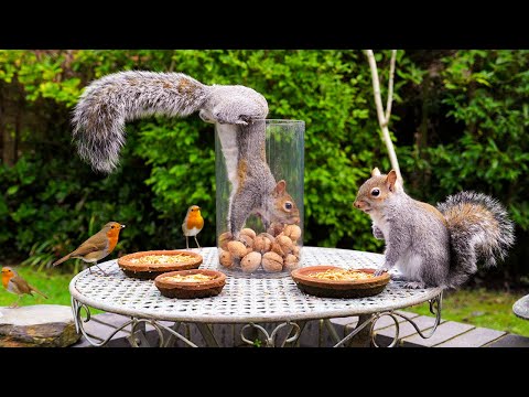 🔴 CAT TV 24/7 🐿️ Greedy Squirrels Feast on the Nut Stash 🕊️ Videos for cats to watch 4K HDR