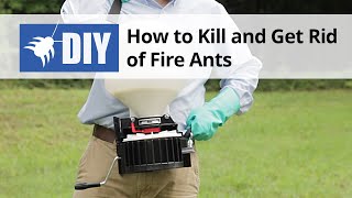 How to Kill & Get Rid of Fire Ants