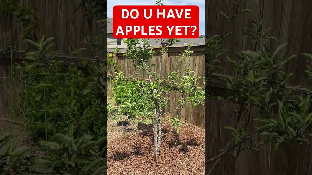 What Type of Apples R These? #fruittrees #appletrees #gardening #growyourownfood #fruit #diygarden