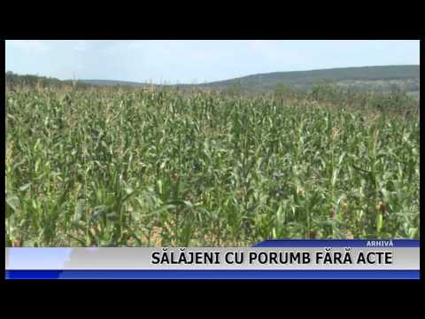 Sălăjeni cu porumb, fara acte