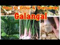 How to Grow & Overwinter Galangal in cold climate zone. How to Grow & Overwinter Galangal in cold climate zone.