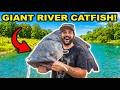 River Fishing for MONSTER CATFISH!!! (Catch Clean Cook) - NEW PB