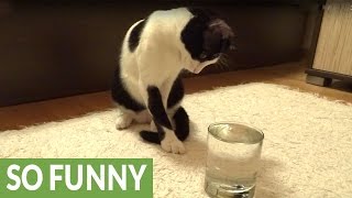 Весенняя подборка с котами: 16 милых и забавных видео