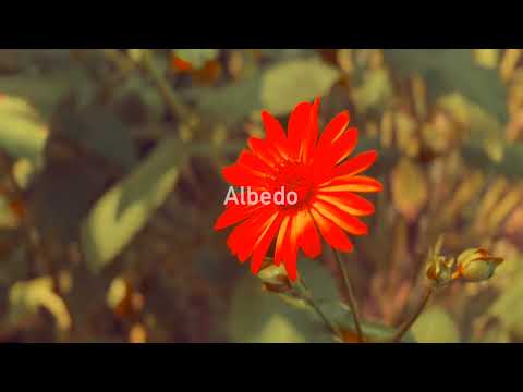 Peppermoth - Albedo