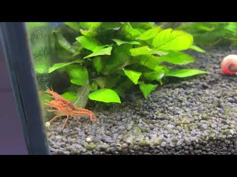 CPO Krebs , Cambarellus patzcuarensis