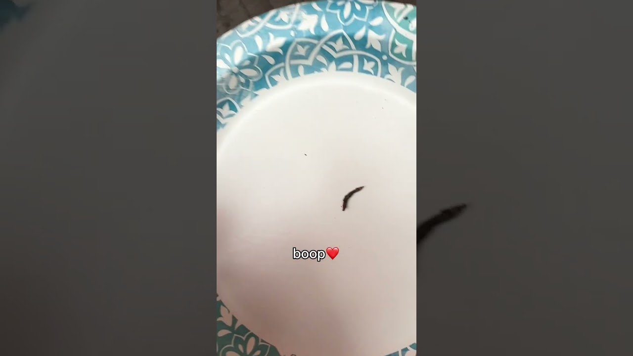 Terrarium snail needs a friend? What's next?