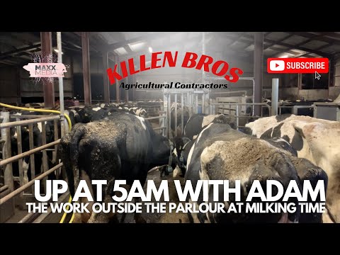 Killen Bros | Up at 5am with Adam | The work outside the parlour at milking time
