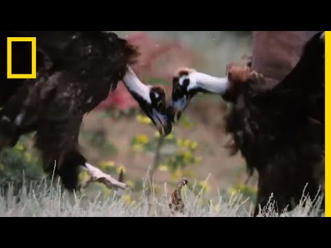 Vulture Clashes