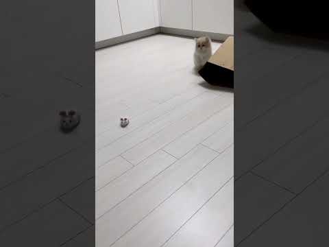 Cat baby #ifrah #summerofshorts #trending #love #catlover