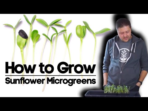 How to Grow//Sunflower Microgreens