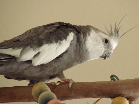 White Faced Male Cockatiel Singing