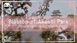 桜の名所　明石公園