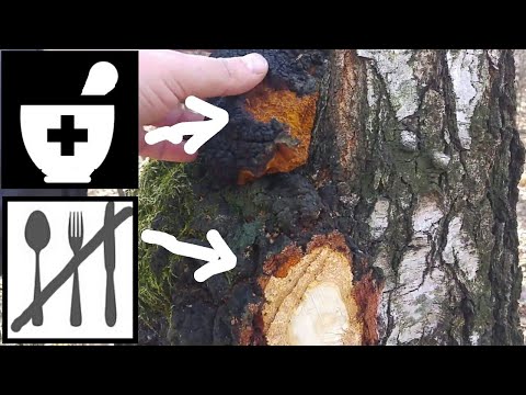 Jak odróżnić Błyskoporka (Czaga) od obrzęku drzewa.