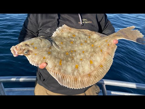 75cm and 4,25kg MONSTER Plaice from Sørvær Gjestehus, Northern Norway