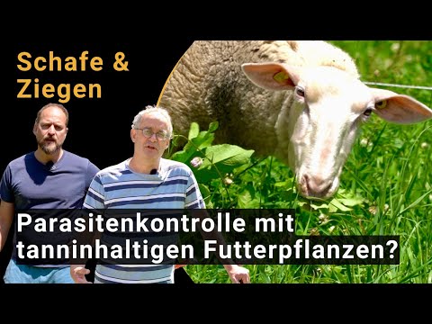 , title : 'Parasitenkontrolle bei Schafen und Ziegen mit Tanninen: Einblick in Forschung und Praxis'