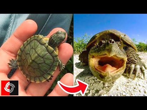Funny Turtles And Turtles Attack