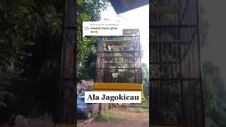 Download lagu How to Tame a Kacer mp3