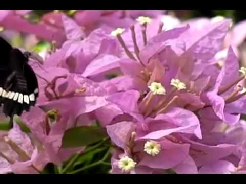 バタフライファームの蝶