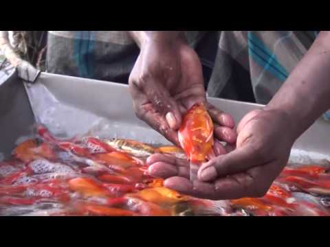 Starting a Business - Koi Fish Farming Business Ideas and Fish Aquarium Farming Project
