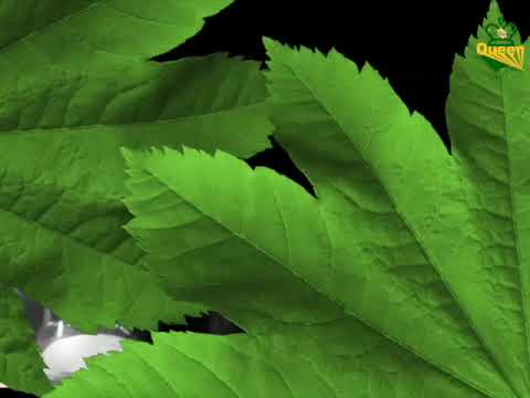 SCIENTIST SOUND @ GREEN ST MUSIC 2020 UK