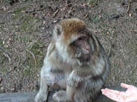 Majmunska Posla.....hahaha...