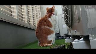 猫 Twitterに上げたやつ高画質版