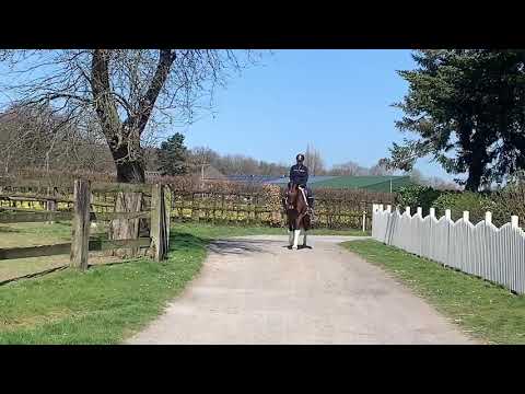 Wallach *2015 v. Fürst Fohlenhof x Quaterback