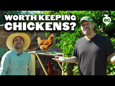 Is Keeping Chickens Even Worth It?