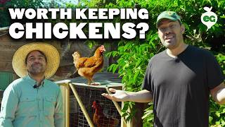 Is Keeping Chickens Even Worth It?