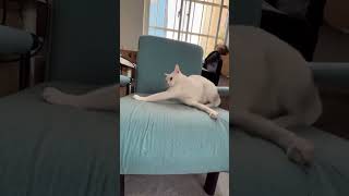 Cats trap themselves 🐱😂😂#cat #cats #cute #cutecat #funnyvideos #Funnyanimals
