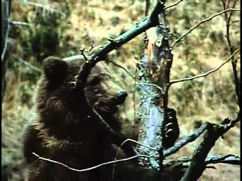 Grizzly vs Black Bear