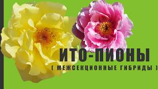 ИТО-пионы