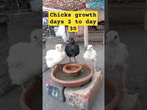from day 2 to day 30 #chicken #growth #chicks  #shorts