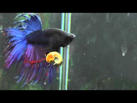 Betta Vs Snail