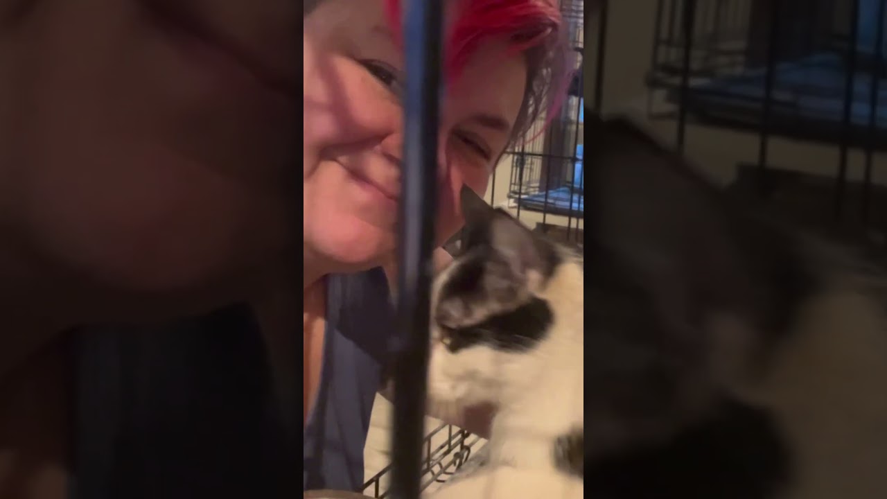 Enlarge Jersey, a ADOPTABLE Domestic Short Hair in Clackamas, OR video 2/2