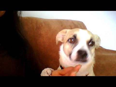 my bestfriend matilde la mitica #mydog #mybestie