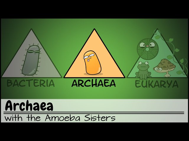 Video Aussprache von archaea in Englisch