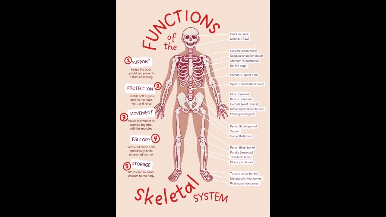 Human skeletal system #facts #didyouknow #science #neetbio