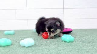 ハーフ犬の動画01