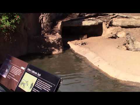 SD Zoo - 2017.11.02 Zoo time22