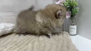 ハーフ犬の動画01