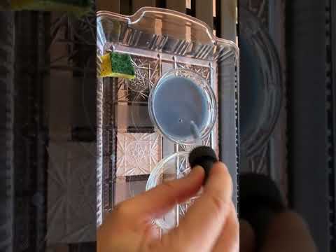 Practical Life Lesson: Water Transfering