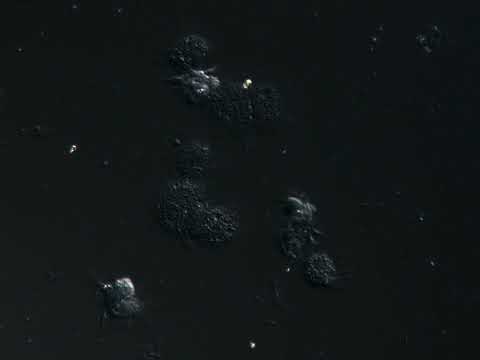 Coccomyxa parasitic algae phagocytosis by mussel hemocytes