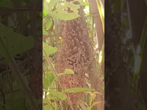 Gharmai paleko arganik barulo