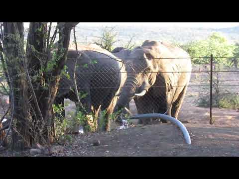 Elephant drinking water from pipe when only dirty water was available  Kruger National Park