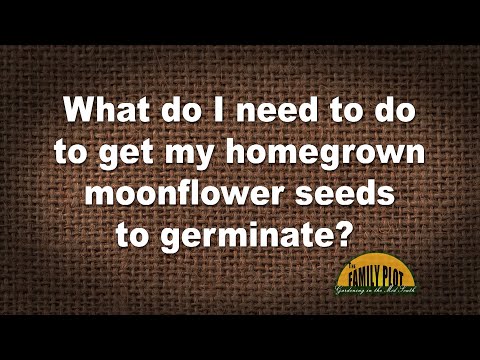 Q&A – How do I get my homegrown moonflower seeds to germinate?