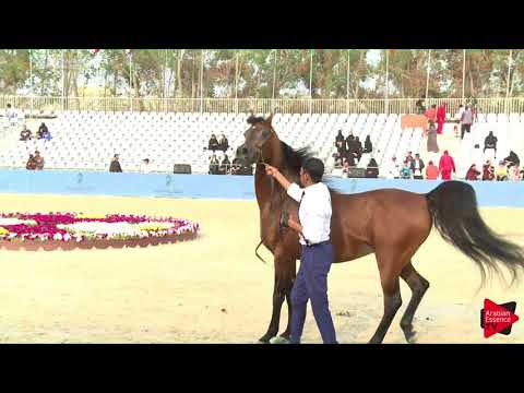 144 NAYIEL AL KHALED   Gulf SE Cup 2018