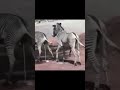 Zebra Meeting  Shorts  Meeting Zebra