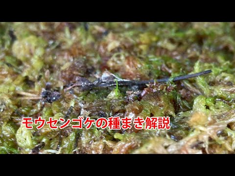 モウセンゴケ スパチュラータについて詳しく解説