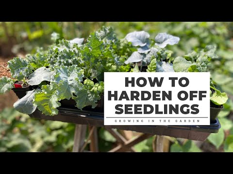 , title : 'How to Harden Off Seedlings: Gardening Tips for Beginners'